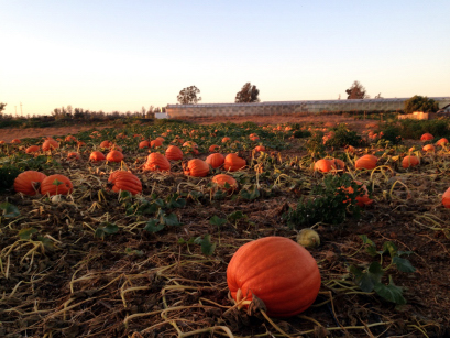 2016 Nipomo  Pumpkin Patch Field